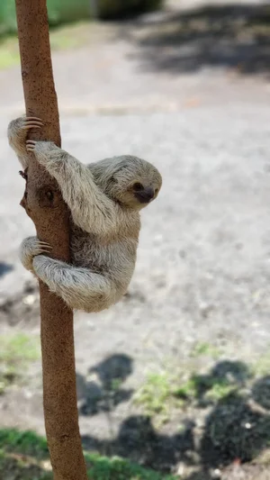 Animalitos del centro, fotografía 5