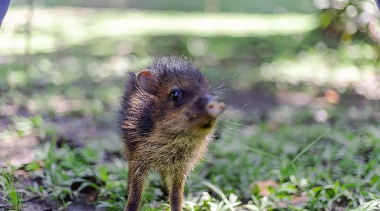 Animalitos del centro, fotografía 10