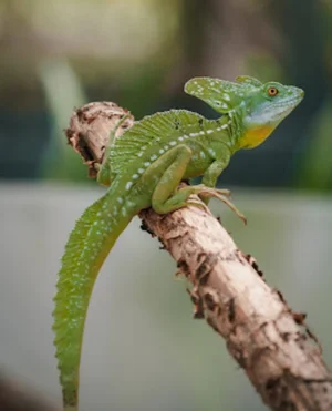 Animalitos del centro, fotografía 12